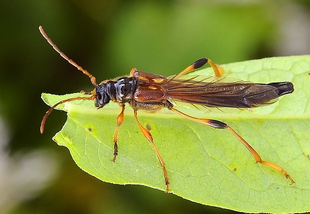 fuzáč Necydalis major