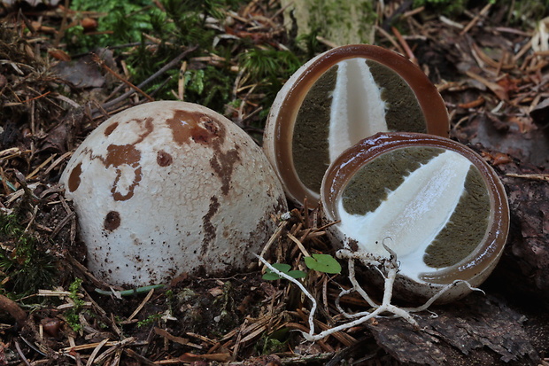 hadovka smradľavá Phallus impudicus L.