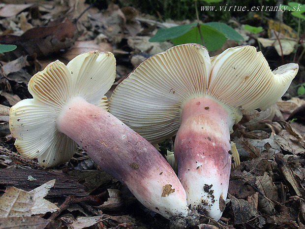 plávka fialovohlúbiková Russula violeipes Quél.