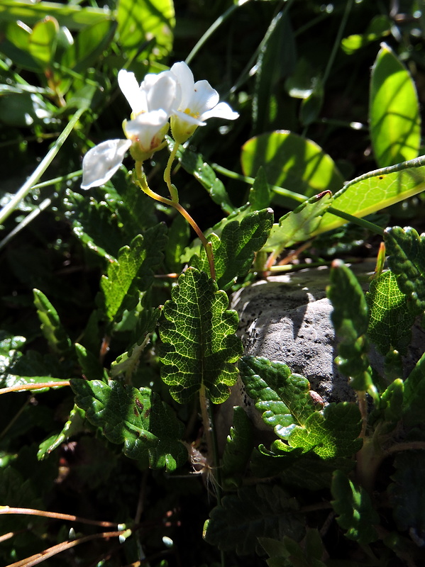 lomikameň Saxifraga sp.