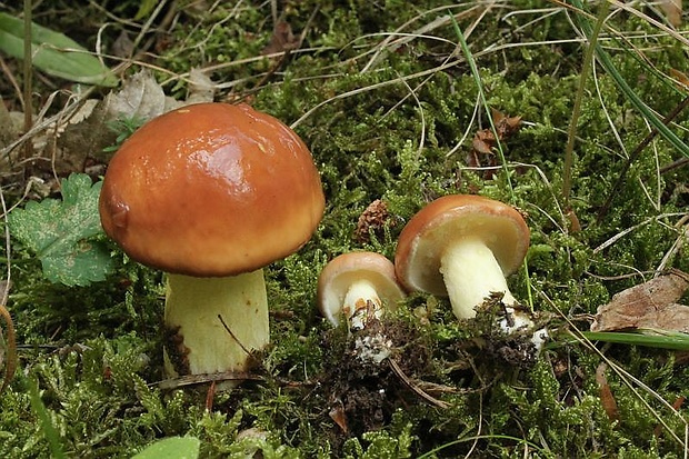 masliak zrnitý Suillus granulatus (L.) Roussel