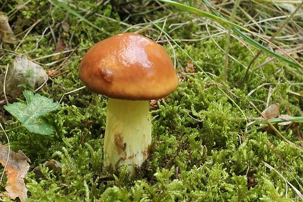 masliak zrnitý Suillus granulatus (L.) Roussel