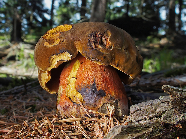 hríb zrnitohlúbikový Sutorius luridiformis (Rostk.) G. Wu & Zhu L. Yang