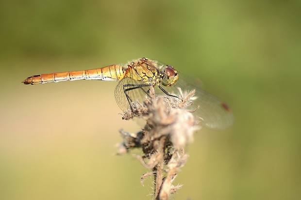 vážka červená Sympetrum sanguineum