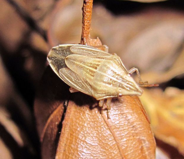 bzdocha kužeľovitá Aelia acuminata L.