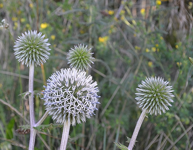 ježibaba guľatohlavá Echinops sphaerocephalus L.