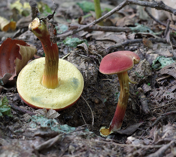 suchohríb karmínový Hortiboletus rubellus (Krombh.) Simonini, Vizzini & Gelardi