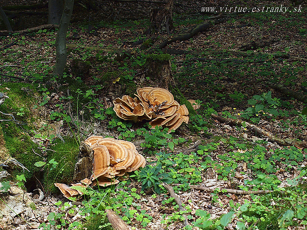 vejárovec obrovský Meripilus giganteus (Pers.) P. Karst.