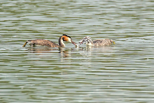 potápka chochlatá  Podiceps cristatus