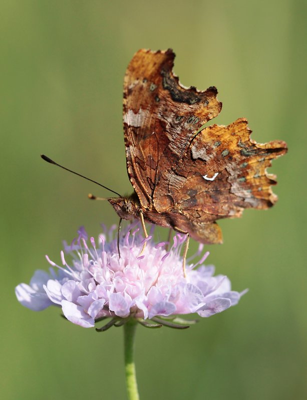 babôčka zubatokrídla  Polygonia c-album