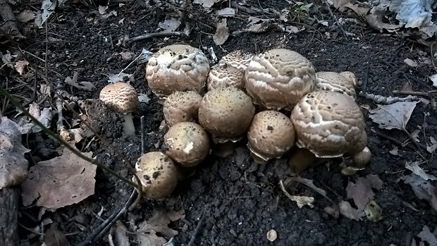 pečiarka trsovitá Agaricus bohusii Bon