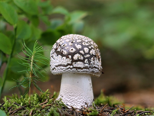 muchotrávka hrubá Amanita excelsa (Fr.) Bertill.