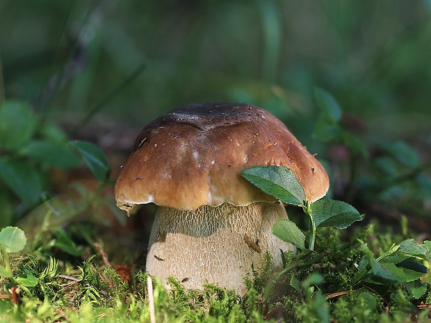 hríb smrekový Boletus edulis Bull.