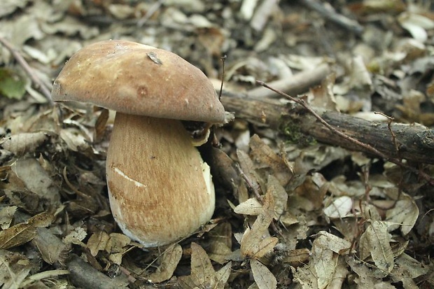 hríb dubový Boletus reticulatus Schaeff.