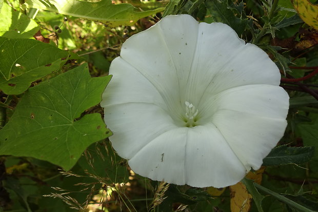 povoja plotná Calystegia sepium (L.) R. Br.