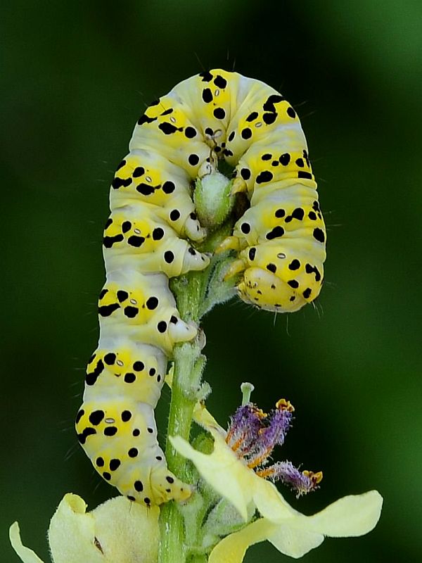 mora divozelová Cucullia verbasci  Linnaeus 1758