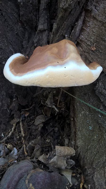 lesklokôrovka Ganoderma sp.