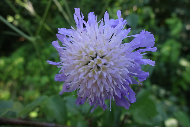 chrastavec roľný Knautia arvensis (L.) Coult.