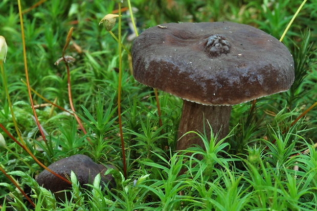 rýdzik čiernozamatový Lactarius lignyotus Fr.