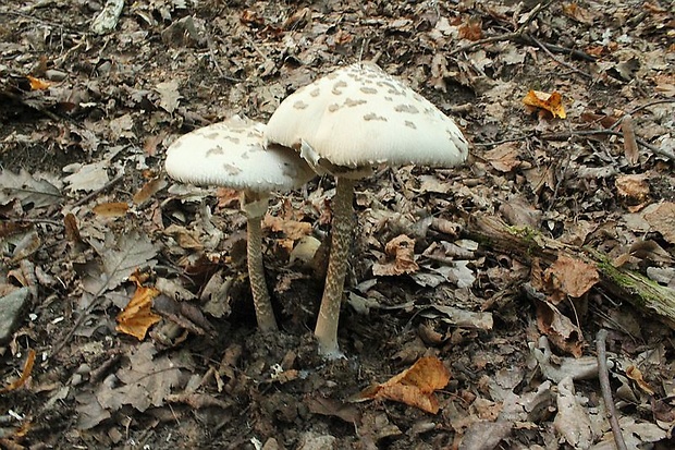 bedľa vysoká Macrolepiota procera (Scop.) Singer