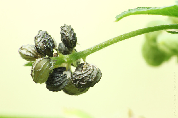 lucerna ďatelinová Medicago lupulina L.