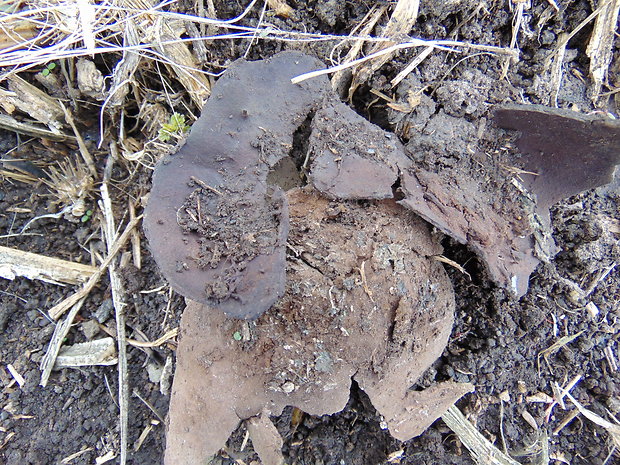 škárka kožovitá Mycenastrum corium (Guers.) Desv.