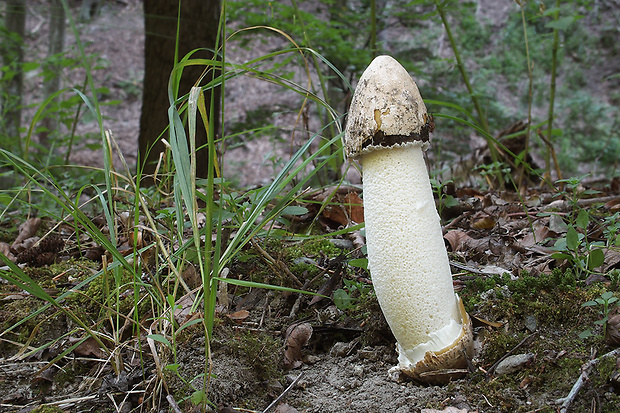 hadovka smradľavá Phallus impudicus L.