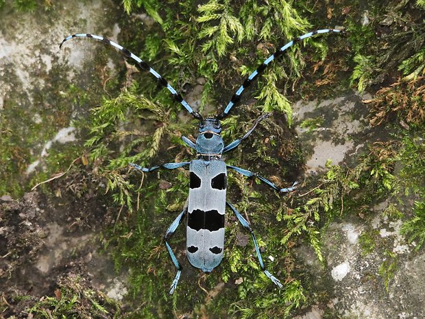 fúzač alpský Rosalia alpina