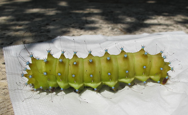 Saturnia pyri