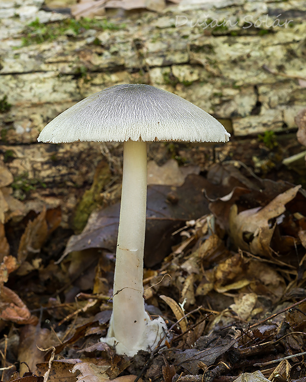 pošvovec menší Volvariella caesiotincta P.D. Orton