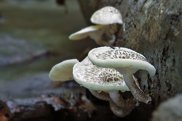 húževnatec tigrovaný Lentinus tigrinus (Bull.) Fr.