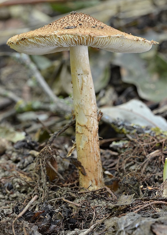 bedlička pavučinovcovitá Lepiota cortinarius var. cortinarius J. E. Lange