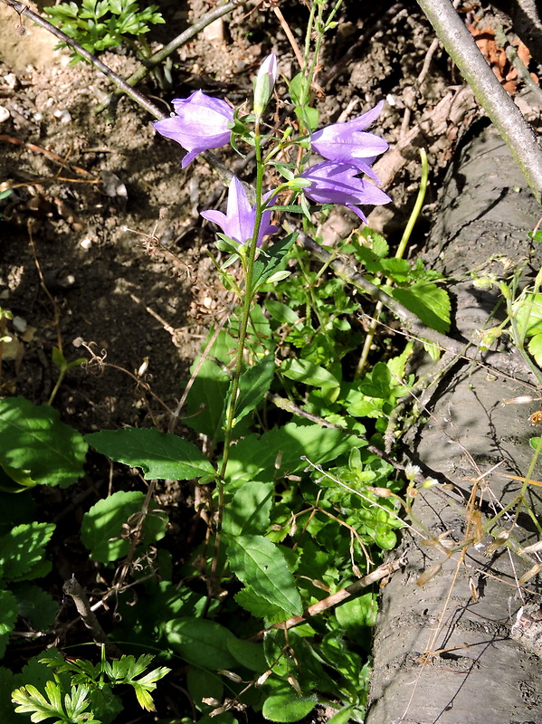 zvonček bolonský Campanula bononiensis L.