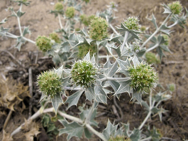 kotúč  prímorský Eryngium maritimum L.