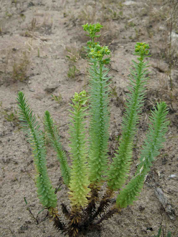 mliečník  Euphorbia paralias