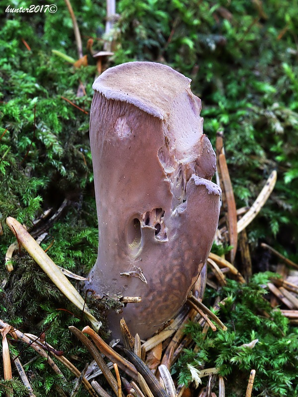 lievikovec kyjakovitý Gomphus clavatus (Pers.) Gray