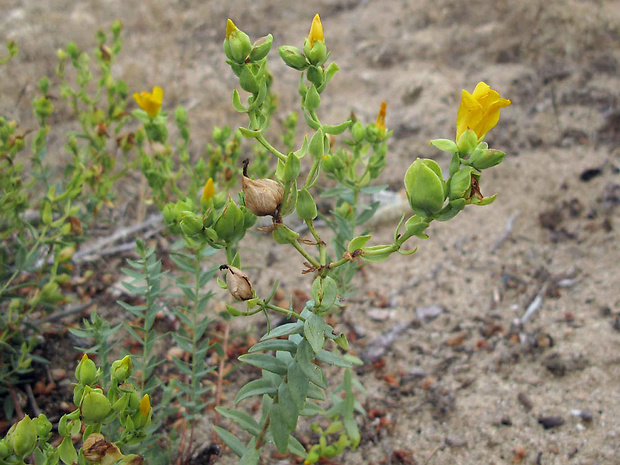 ľubovník Hypericum olympicum