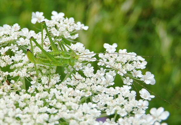 kobylka bielopása   Leptophyes albovittata