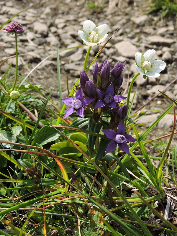 bielokvet močiarny Parnassia palustris L.