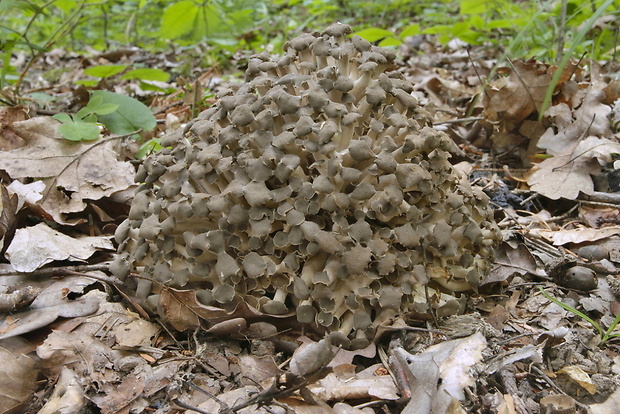 trúdnik klobúčkatý Polyporus umbellatus (Pers.) Fr.