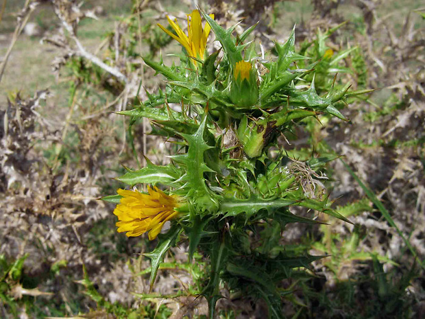 bodliak stredozemný Scolymus hispanicus L.