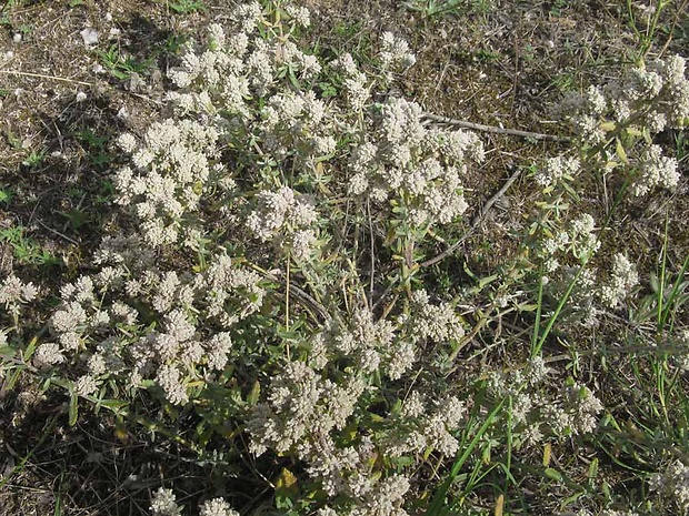 hrdobarka Teucrium polium