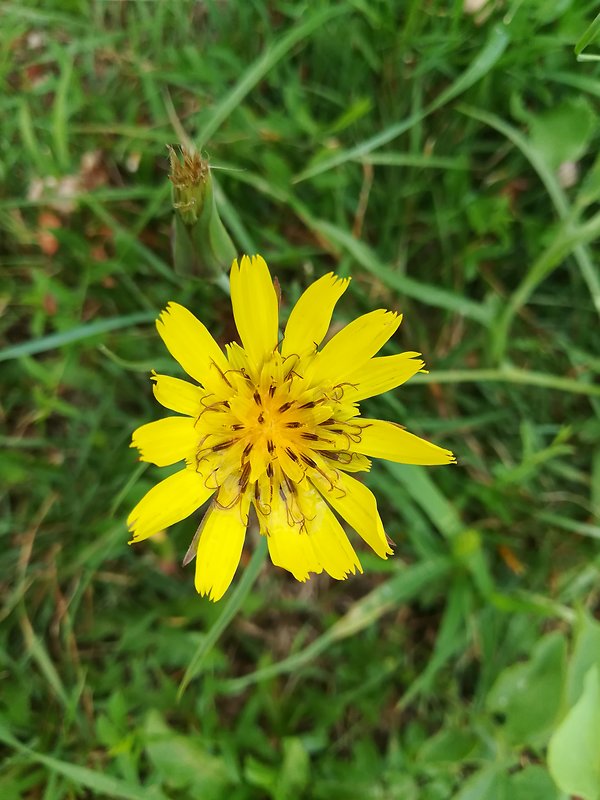 kozobrada lúčna Tragopogon pratensis L.