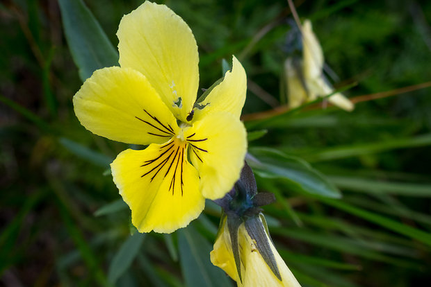 fialka žltá sudetská Viola lutea subsp. sudetica (Willd.) Nyman