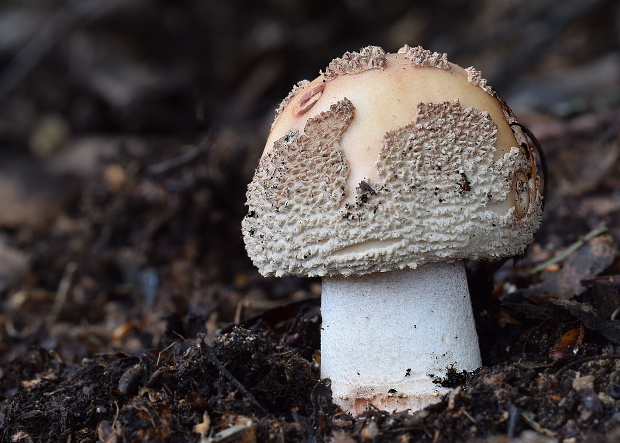 muchotrávka červenkastá Amanita rubescens Pers.