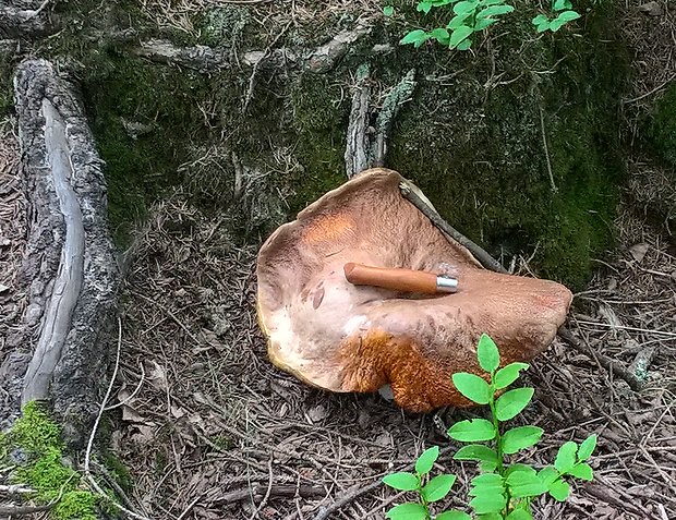 hríb smrekový Boletus edulis Bull.