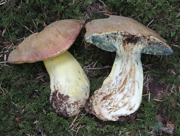 hríb sivoružový Butyriboletus roseogriseus (J. Šutara, M. Graca, M. Kolarík, V. Janda & M. Kríž) Vizzini & Gelardi