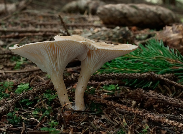 strmuľka lievikovitá Clitocybe gibba (Pers.) P. Kumm.