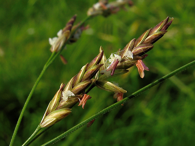 steblovka vodná Glyceria maxima (Hartm.) Holmb.