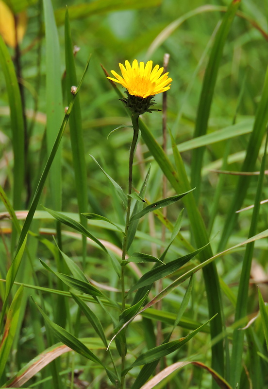 oman mečolistý Inula ensifolia L.